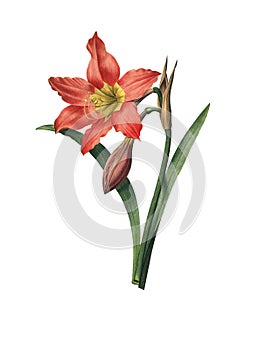 Amaryllis equestre | Antique Flower Illustrations photo