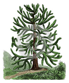 Araucaria araucana antique botanical engraving photo