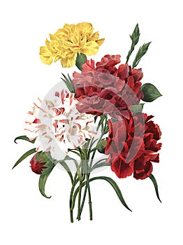 Carnation | Antique Flower Illustrations photo
