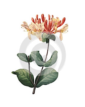 Honeysuckles | Redoute Flower Illustrations photo