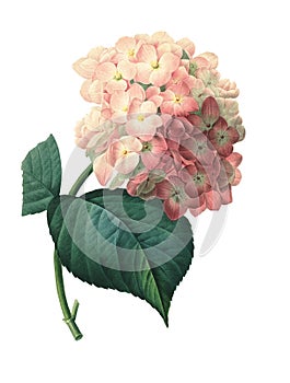 Hortensia | Redoute Flower Illustrations photo