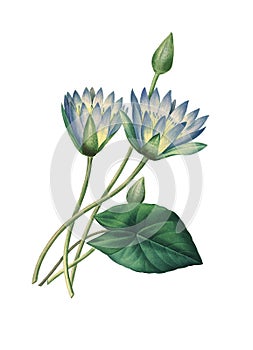 Nymphaea caerulea | Antique Flower Illustrations photo