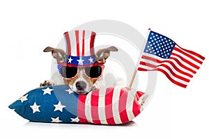 4th of july independence day dog