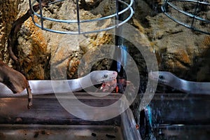 Tha Ball Python or Royal Python at Reptiland expo in Bucharest