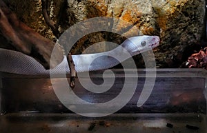 Tha Ball Python or Royal Python at Reptiland expo in Bucharest