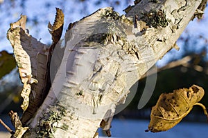 Tha bark of a birch in autumn