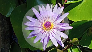 THA BEAUTIFUL PURPLE AND PINK LOTUS FLOWER