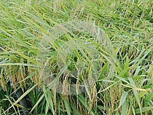 Tha beuaty of the rice that is about to be harvested