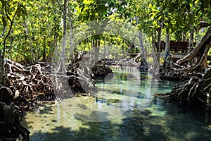 Tha Pom Khlong Song Nam ,mangrove forest, Krabi