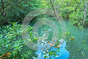 Tha Pom Klong Song Nam amazing nature in Krabi