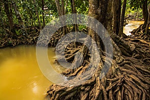 Tha Pom Klong Song Nam Mangrove forest conservation and tourist