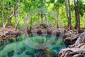 Tha Pom, the mangrove forest in Krabi, Thailand