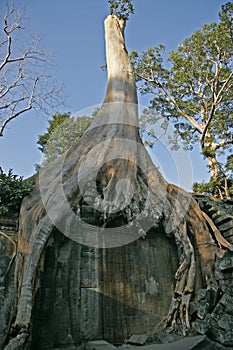 Tha Prohm, Angkor, Cambodia