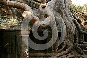 Tha Prohm, Angkor, Cambodia photo