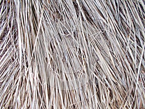 Thached roof covered with cutted dry reed straw.patterns,detail.