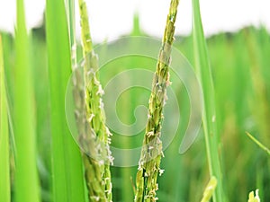 Thai agriculture Rice field. Thai agriculture