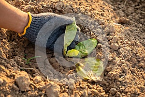 Thai agriculturist holding dead tobacco tree in the field at northern of Thailand. Growth problem concept