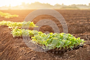 Thai agriculturist planting the young of green tobacco in the field at northern of Thailand