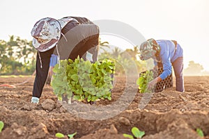 Thai agriculturist planting the young of green tobacco in the field at northern of Thailand