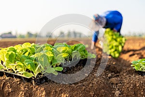 Thai agriculturist planting the young of green tobacco in the field at northern of Thailand