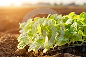 Thai agriculturist planting the young of green tobacco in the field at northern of Thailand