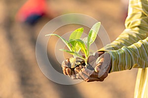 Thai agriculturist planting the young of green tobacco in the field at northern of Thailand