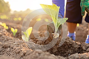 Thai agriculturist planting the young of green tobacco in the field at northern of Thailand