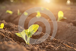 Thai agriculturist planting the young of green tobacco in the field at northern of Thailand