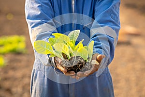 Thai agriculturist planting the young of green tobacco in the field at northern of Thailand