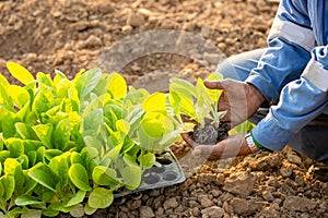 Thai agriculturist planting the young of green tobacco in the field at northern of Thailand