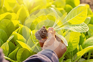 Thai agriculturist planting the young of green tobacco in the field at northern of Thailand