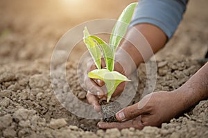 Thai agriculturist planting the young of green tobacco in the field at northern of Thailand