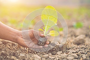 Thai agriculturist planting the young of green tobacco in the field at northern of Thailand