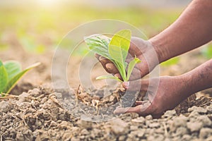 Thai agriculturist planting the young of green tobacco in the field at northern of Thailand