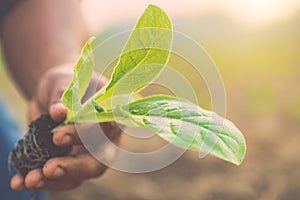 Thai agriculturist planting the young of green tobacco in the field at northern of Thailand