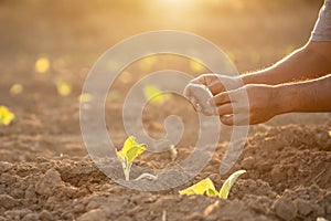 Thai agriculturist taking photo of young green tobacco in the field at northern of Thailand