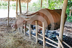 Thai Albino buffalo eats hay in a stall