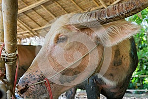 Thai Albino buffalo eats hay in a stall