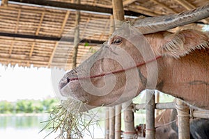 Thai Albino buffalo eats hay in a stall