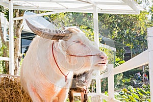 Thai Albino buffalo (Pink buffalo)