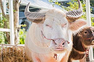 Thai Albino buffalo (Pink buffalo)