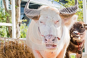 Thai Albino buffalo (Pink buffalo)