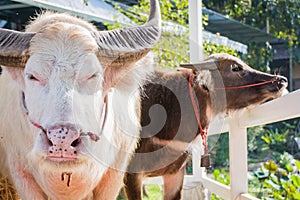 Thai Albino buffalo (Pink buffalo)