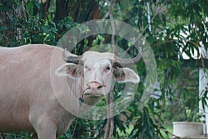 Thai albino buffalo with white or pink skin