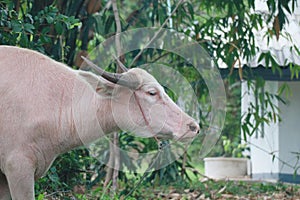 Thai albino buffalo with white or pink skin