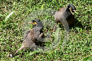 Angry birds in the green grass