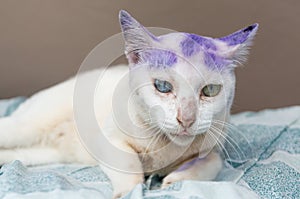 Thai animal : Two color eyes of Thai cat, it`s name Khao Manee w