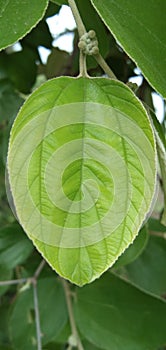 Thai Apple Ber tree leaf photo