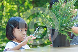 Thai Asian kid girls, aged 4 to 6 years old, are cute and have scissors in hand. The green rosemary leaves are being cut in an