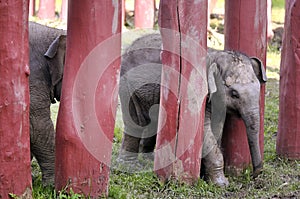 Thai baby elephant at Ayothaya Floating Market.Ayutthaya,Thai